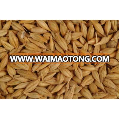 BARLEY for animal feed