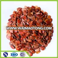 New crop Red watermelon seeds